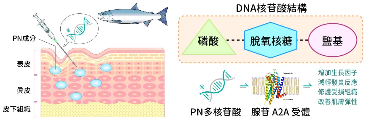 麗珠蘭功效原理 麗珠蘭功效原理