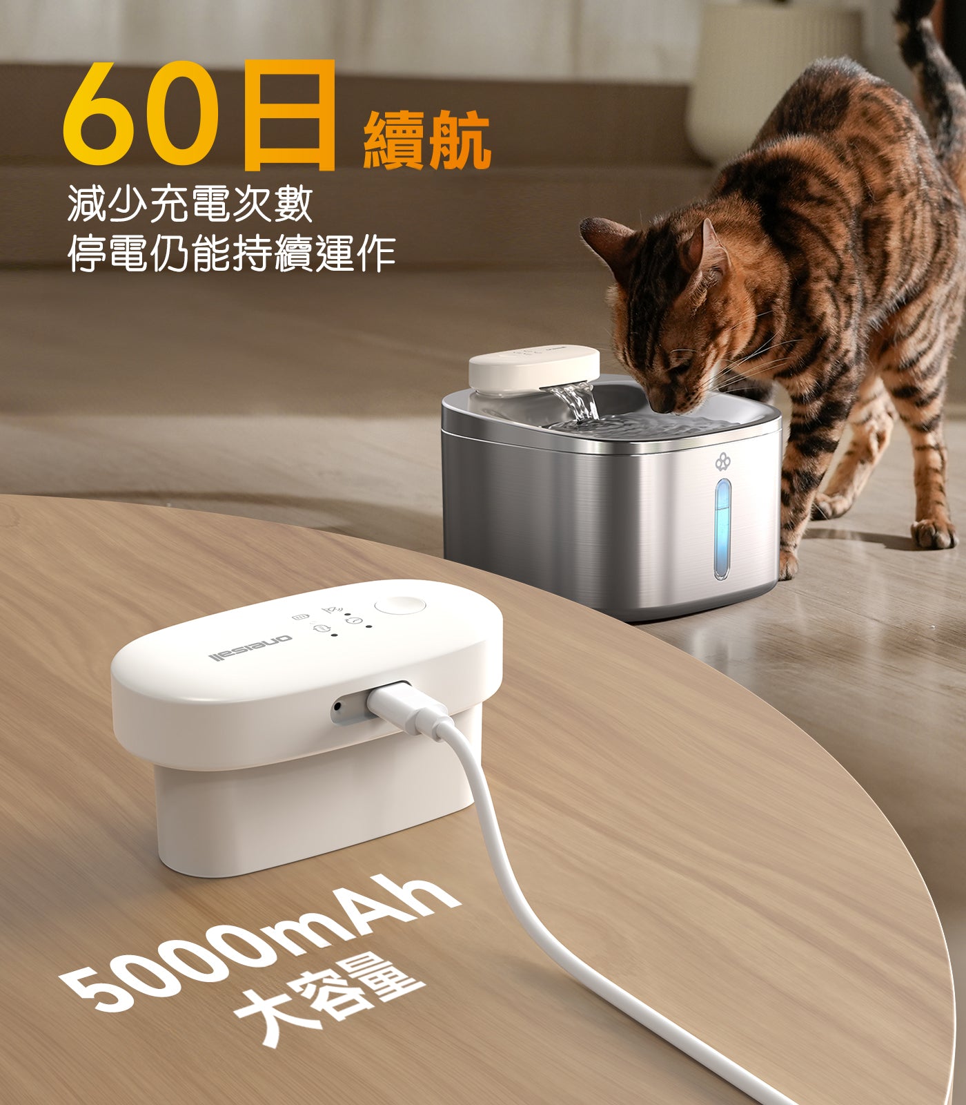 Design Chicken創意購物平台