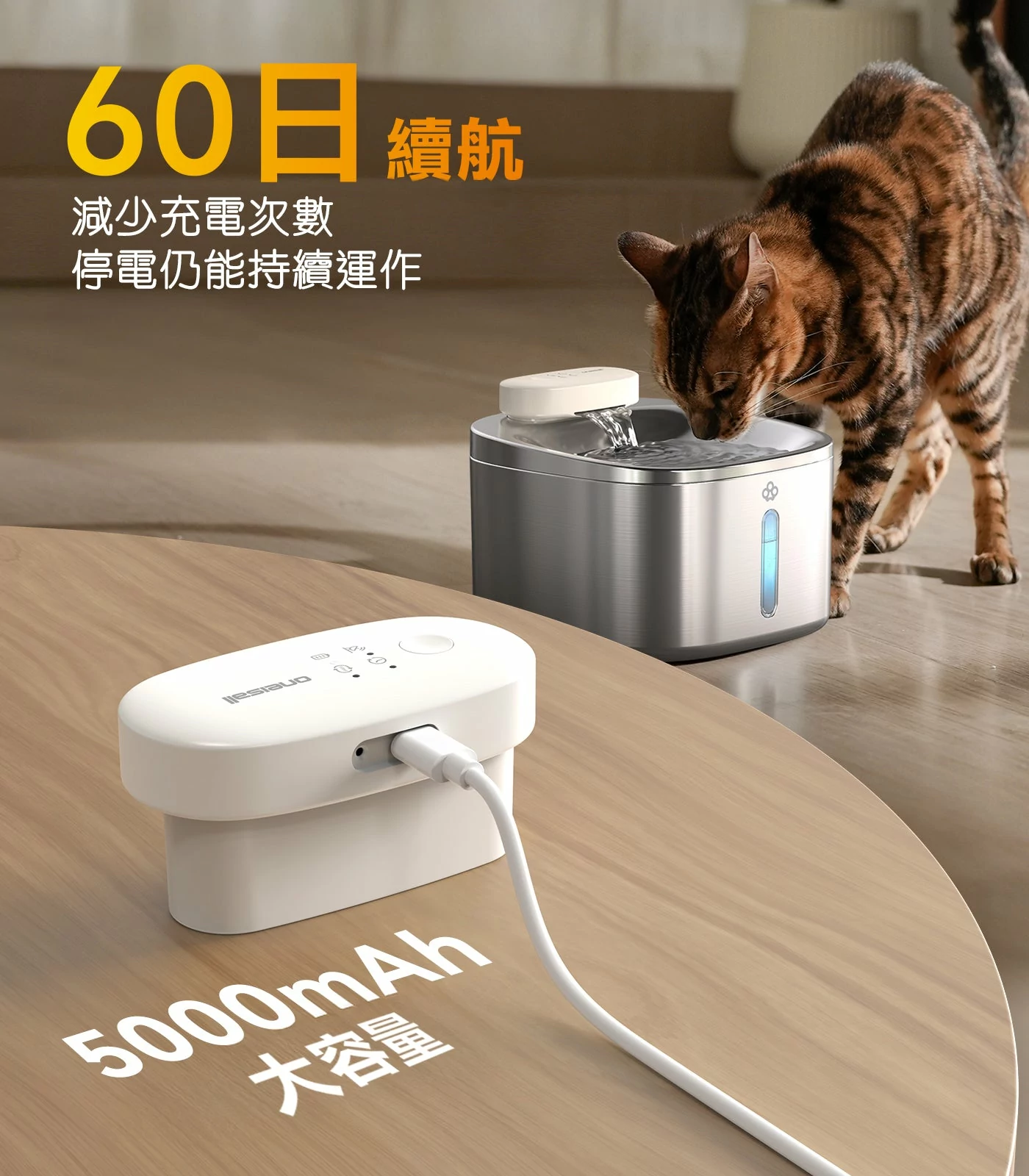 Design Chicken創意購物平台